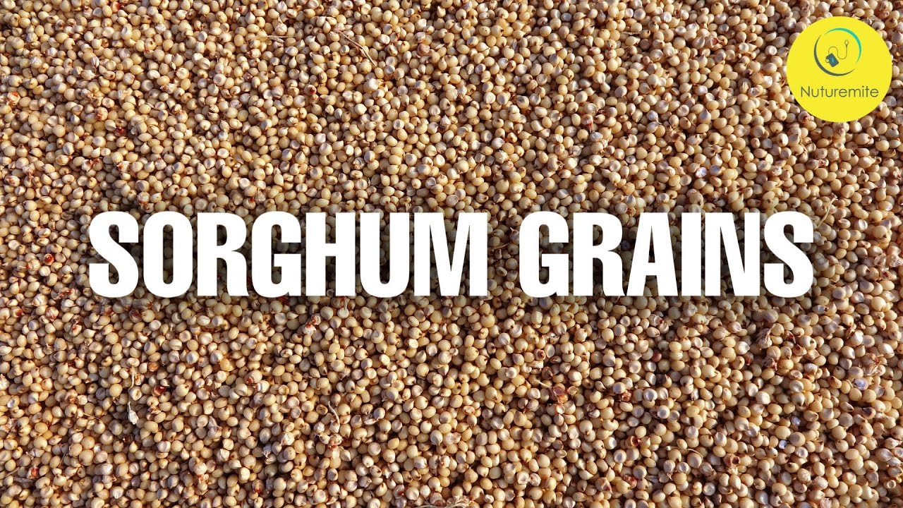 grains and its health benefits Health Benefits Of Grains Nutrition YouTube