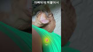 #감자가아빠랑안떨어진데#고양이#길냥이구조#길고양이#cat#길냥이#고양이일상#반려묘#고양이영상#고양이집사#고양이새끼#고양이훈련#고양이간식#고양이출산#새끼고양이#새끼#baby#애완동물