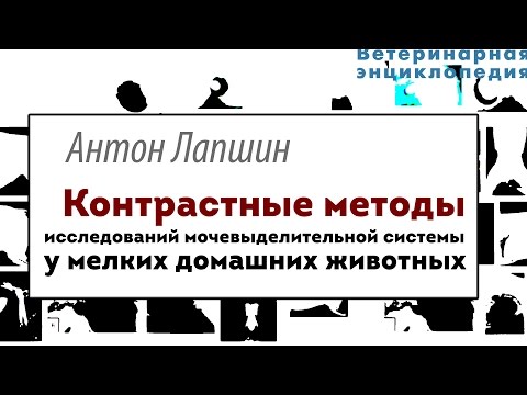 Контрастные методы исследований мочевыделительной системы у мелких домашних животных