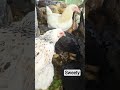 Sweety ready for egg laying #murgipalan #egglaying #ytshorts #freerangechickens #desimurghi #egg
