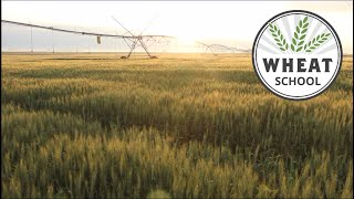 Wheat School Honing In On Leaf Streak Virus