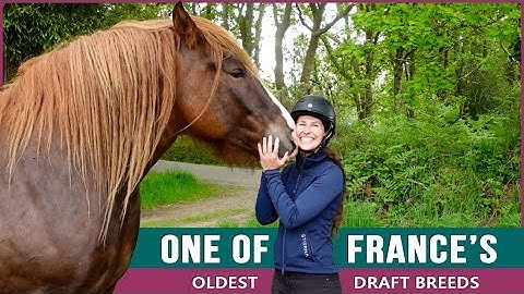 Riding the Breton Draft Horse in France 🇫🇷