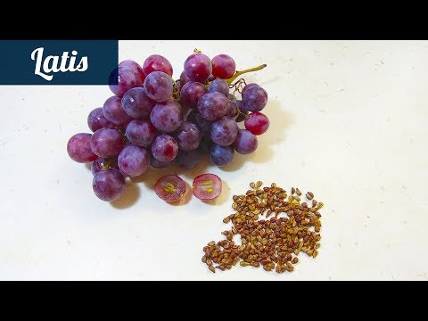 Масло виноградных косточек в домашних условиях