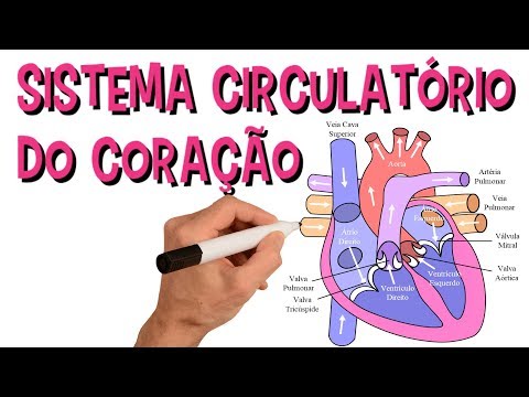 Vídeo: Anatomia, Diagrama E Função Do Sistema Circulatório - Healthline