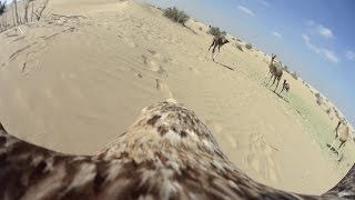 Flying eagle point of view #6 (Dune Soaring in Dubai)