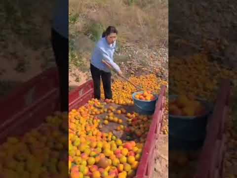 "You Won’t Believe This fruit🍍😱#shorts"