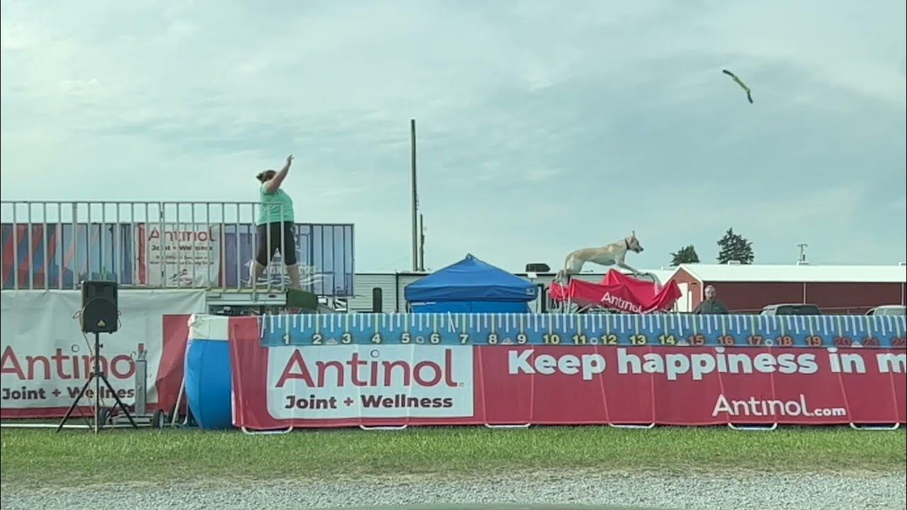 NADD Dock Diving Event in Slow Motion YouTube