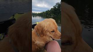 Bo Loves To Kayak!#goldenretrieverlife #doggo #kayak #kayakangler #beardsandbowsoutdoors
