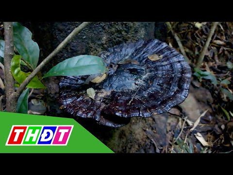 Video Đồng Nai: Trồng thử nghiệm nấm linh chi dưới tán rừng... - youtube