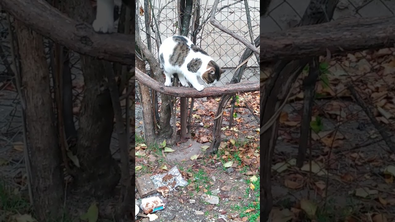 CAT🐈КОТИК НАШЕГО ДВОРА