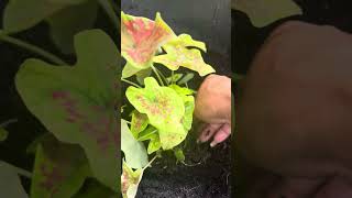 20 กรกฎาคม 2567