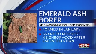 New neighborhood group tackling emerald ash borers