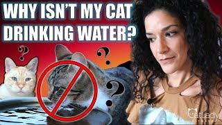 "why isn't my cat drinking from his or her water bowl anymore?!" - so
many of you guys have messaged commented with this concern! are
worried because ...