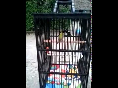 KIcau Burung Pleci Ngalas Bikin Budek