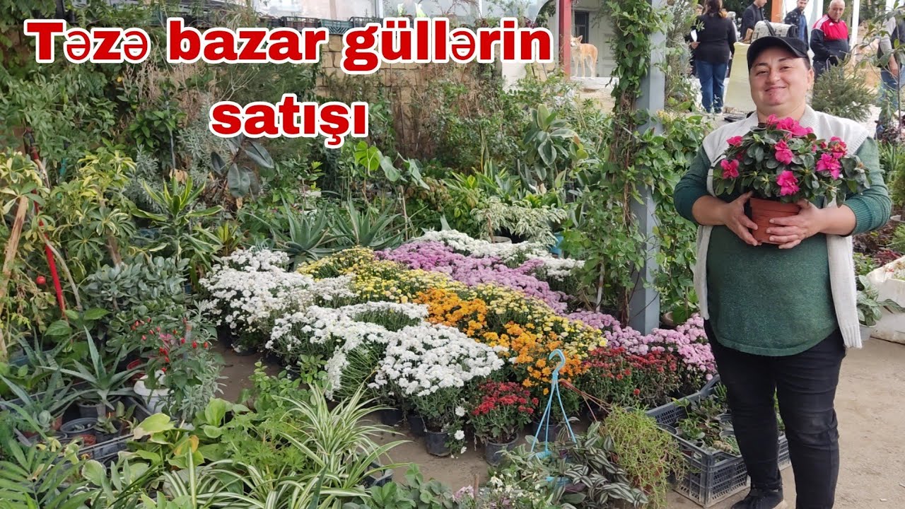 Təzə bazar Gül satışı Hər növ #gül #mubarizemintv #tezebazar