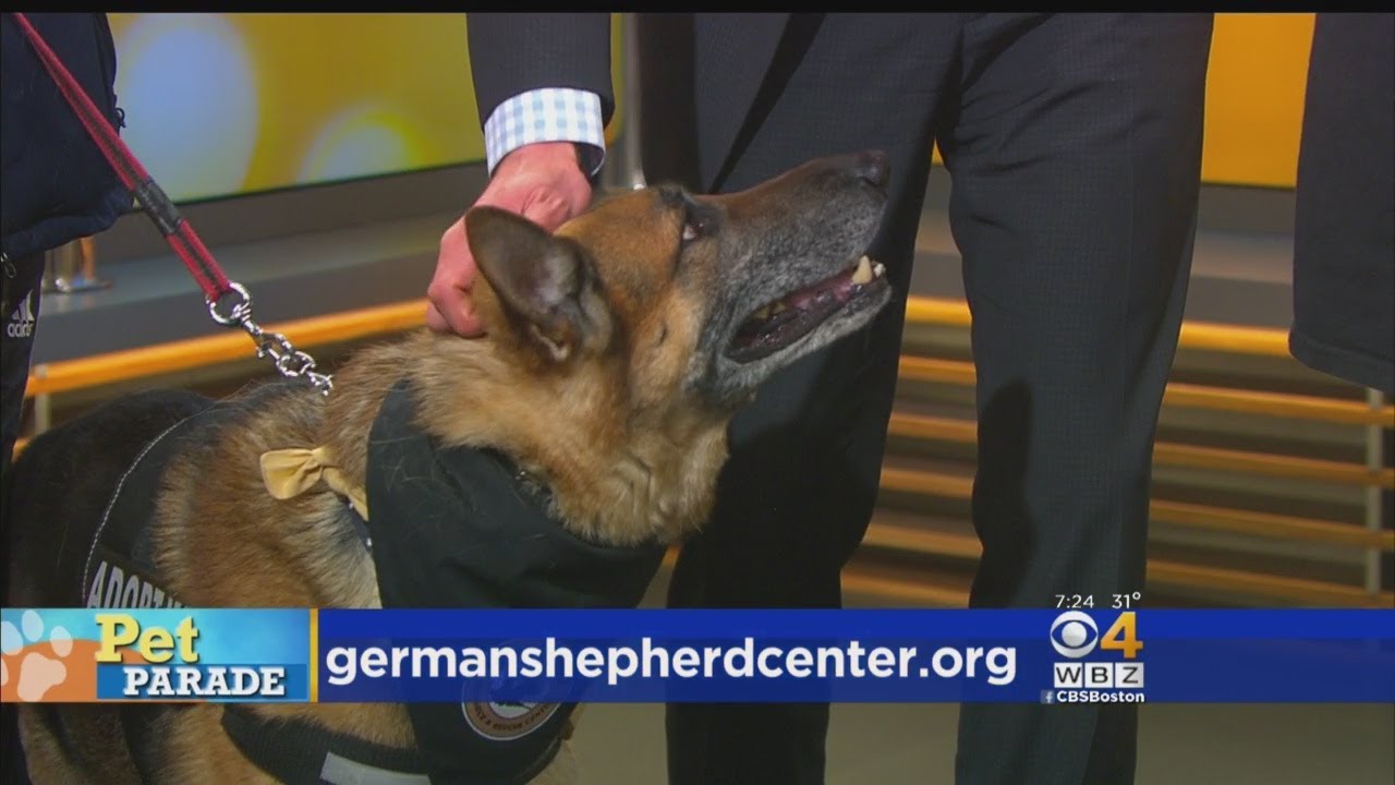 Pet Parade: German Shepherd Center - YouTube