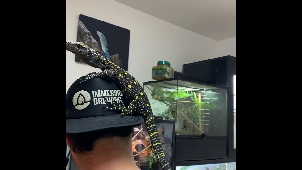 Helping to socialize a crocodile monitor 😀