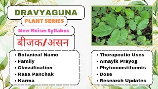 Bijak/Asan|Dravyaguna Plants Series|#bams2ndyear#dravyaguna#plants#diabetes#karma#cholesterol#notes