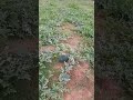Watetmelon (Super Sweety) ready for harvest
