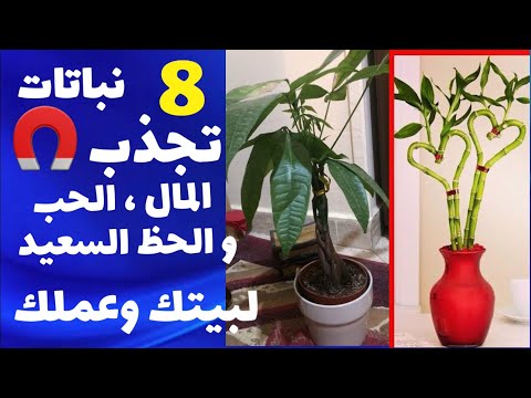 8 نباتات تجلب النجاح الصحة الثروة الرزق الحب لبيتك وحياتك كالمغناطيس ونباتات لاتضعها في بيتك او عملك