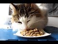 鼻にシワを寄せながらウェットフードを食べる猫「フィリックス 我慢できない隠し味ゼリー （ゼリー仕立て チキン&ほうれん草味）」