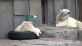 Полярный Медвежонок Из Японского Зоопарка