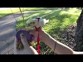 Taki's First Walk | Aviator Harness Training