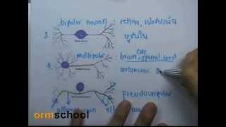 ormBio version2 : ระบบประสาท 02
