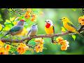 Heal Your Mind After Work With Piano Birdsong Calming Soundscape 