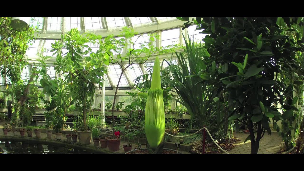 48 timer med Amorphophallus titanum