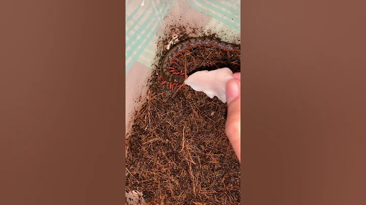 Me & Brad seizing for a chicken 🥱 #centipedes #scolopendra #invertebrates #kelabang #exotic