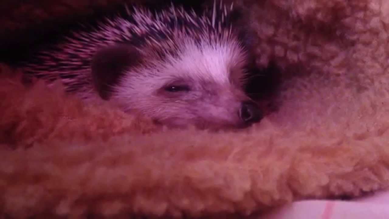 Sleeping hedgehog ) YouTube