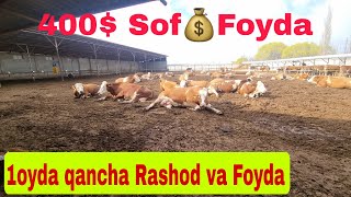 Sigir boqib xar bir sigirdan 1 oyda 400$ Sof 💰Foyda Mana buni molboqish desa boladi