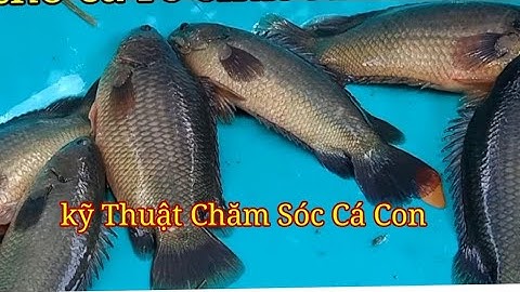 Kỹ Thuật Chăm Sóc Cá Rô Cá Hường Sặc Rằn con giống