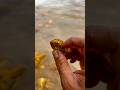 discovery of gold nuggets worth $15,000 at rahadia location #viralshort #goldminer #goldrush #gold