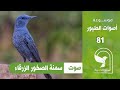 صوت سمنة الصخور الزرقاءBlue Rock Thrush Sound 