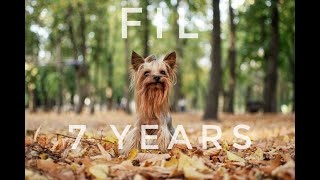 Yorkshire Terrier Fil  7 years / Dog Tricks