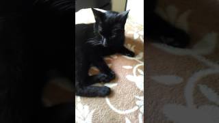 Heathcliff the cool dude cat just chillin! Content