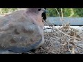 Life journey of the turtledove bird