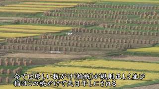 【探訪】黄金色に輝く秋の棚田　山形県朝日町 椹平棚田