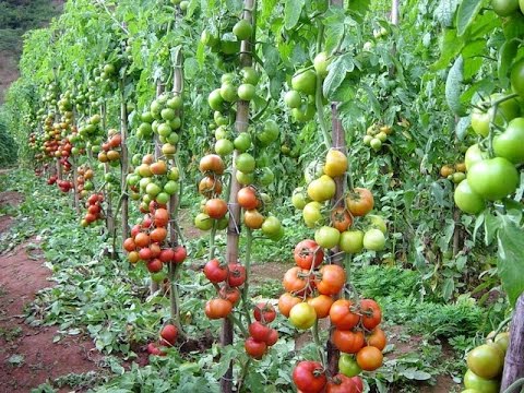 Vídeo: Como Processar O Tomate Com Furacilina? Como Diluir A Furacilina Para Pulverizar Tomates? Como Podem Ser Pulverizados Para Alimentação E Tratamento?