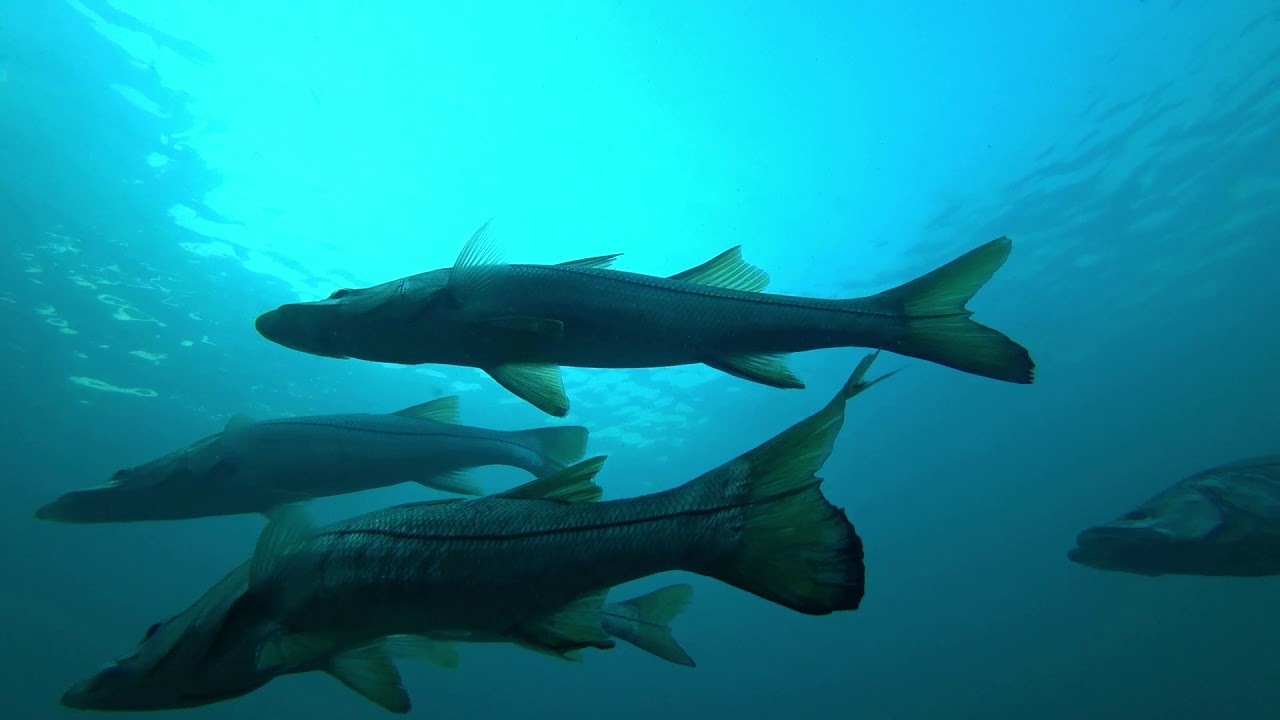 Snook Underwater: Unbelievable Footage ! 