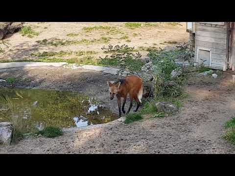 South American tapirs and maned wolves in a mixed enclosure