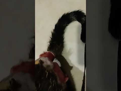Please pray for my cat,