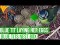 BLUE TIT LAYING HER EGGS - HOW MANY WILL SHE LAY ? - NESTCAM SERIES / BLUE TIT NEST BOX