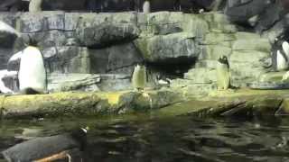 Kroger Penguin Palooza at Newport Aquarium