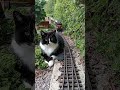 Katze vs gartenbahn ii  remake    gartenbahn gardenrailway cat katze