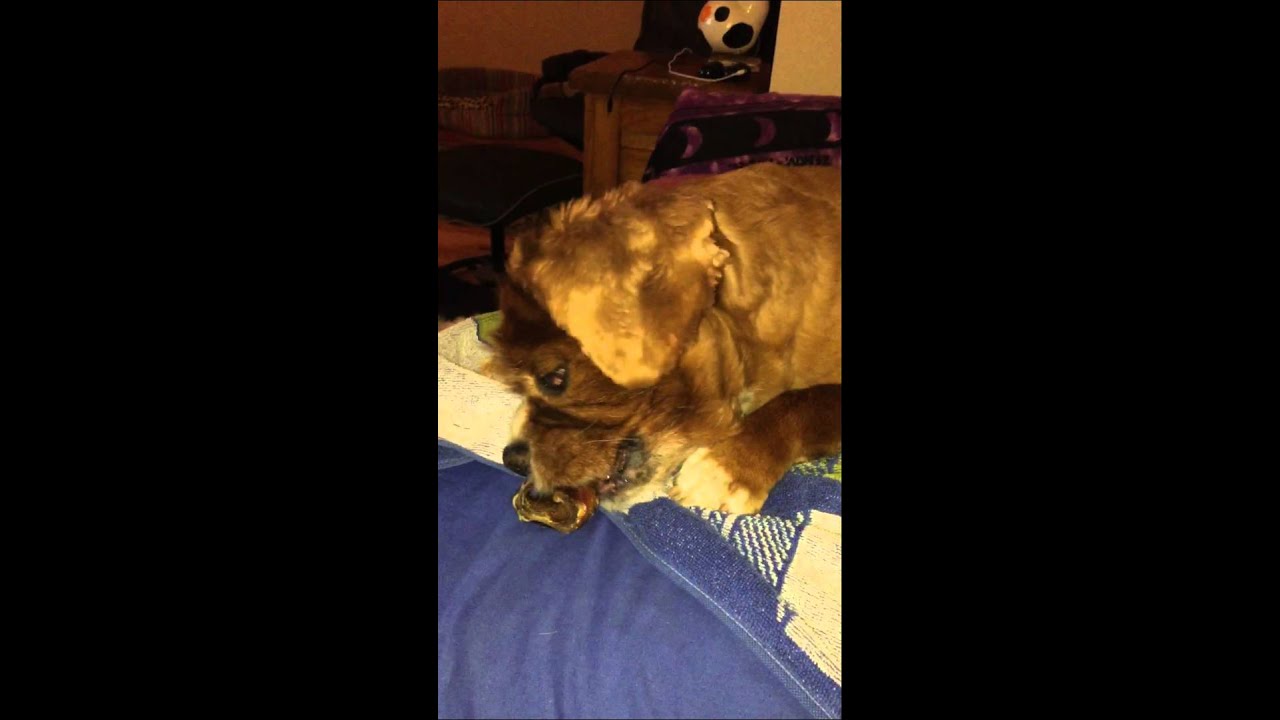 Cavalier King Charles spaniel Bentley talking