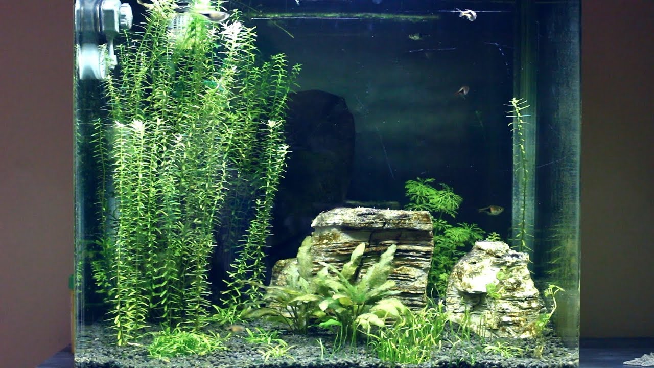 My aquarium for Beginners - 30 liters 