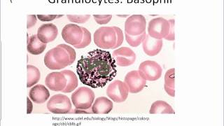 Leukocyte Overview.wmv